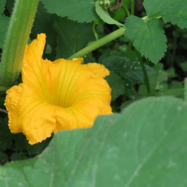 Güzel çiçekler, dalları ve yaprakları, çiçek arka plan