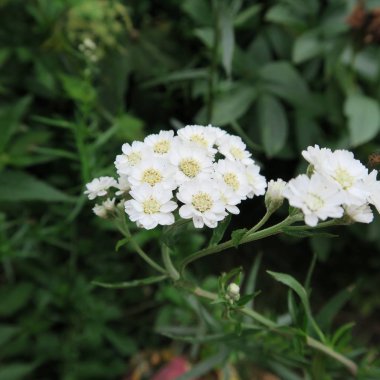 Gypsophila paniculata, gypsophila beyaz çiçekler vardır kez Güllü gelin buketleri için kullanılır