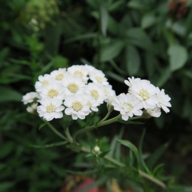 Gypsophila paniculata, gypsophila beyaz çiçekler vardır kez Güllü gelin buketleri için kullanılır