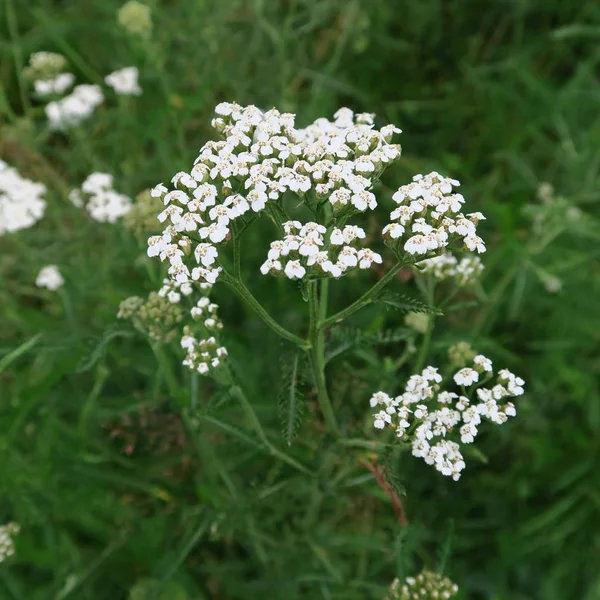 Beyaz, Achillea millefolium bu bitki yaz aylarında çiçek açar