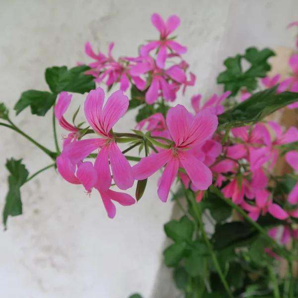 Гераньї Рожевому Слінгу Витривала Літня Квітка — стокове фото