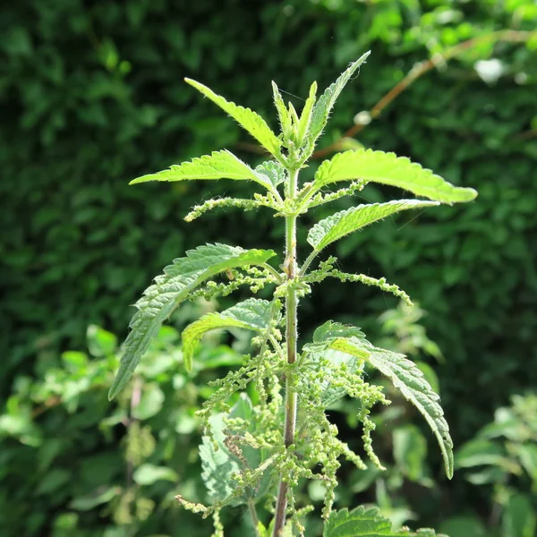 Urtica Uma Planta Medicinal Verde Também Alegremente Como Beber Chá — Fotografia de Stock