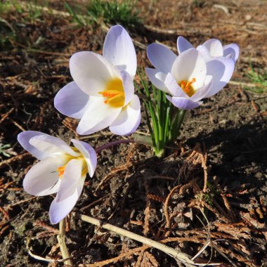 Güzel çiçekler, dalları ve yaprakları, çiçek arka plan