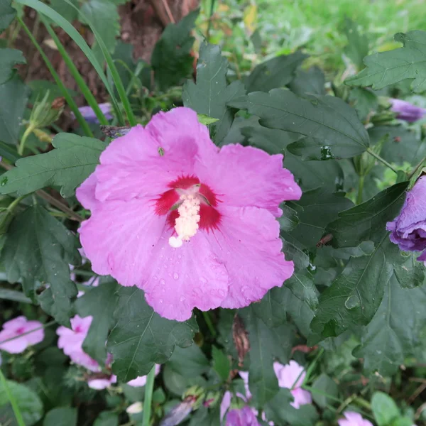 美しい花 花の背景 — ストック写真