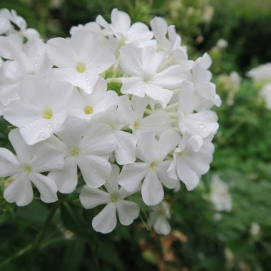 Güzel çiçekler, dalları ve yaprakları, çiçek arka plan