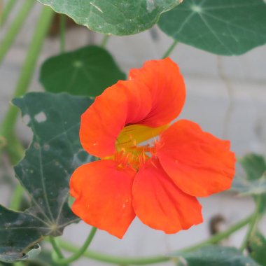 Güzel çiçekler, dalları ve yaprakları, çiçek arka plan