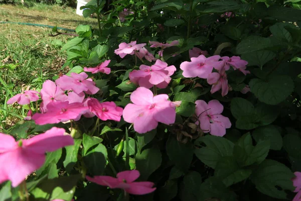 Vackra Blommor Grenar Och Löv Blommig Bakgrund — Stockfoto