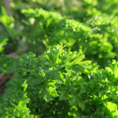 Güzel çiçekler, dalları ve yaprakları, çiçek arka plan