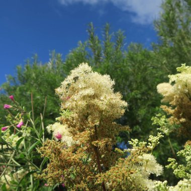 Güzel çiçekler, dalları ve yaprakları, çiçek arka plan