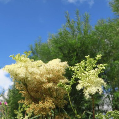 Güzel çiçekler, dalları ve yaprakları, çiçek arka plan