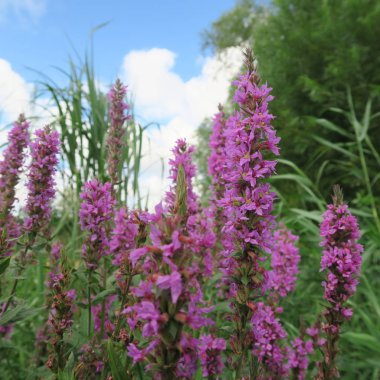 Güzel çiçekler, dalları ve yaprakları, çiçek arka plan