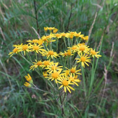 Güzel çiçekler, dalları ve yaprakları, çiçek arka plan