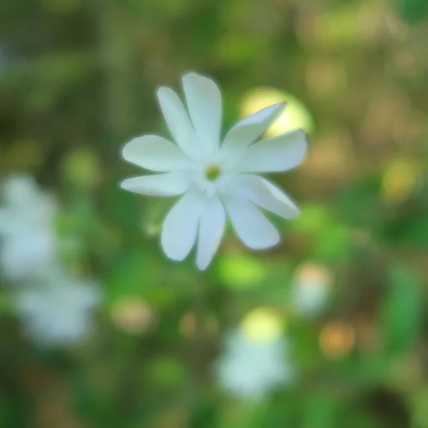 Belles Fleurs Branches Feuilles Fond Floral — Photo