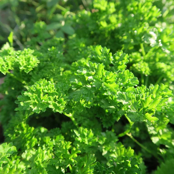 美丽的花 分枝和叶子 花卉背景 — 图库照片