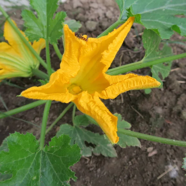 Όμορφα Λουλούδια Κλαδιά Και Φύλλα Floral Φόντο — Φωτογραφία Αρχείου