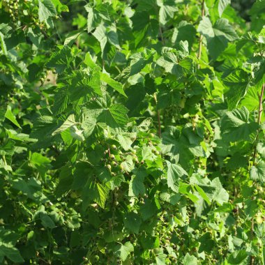 Güzel çiçekler, çiçek arka plan görüntü kadar kapatın