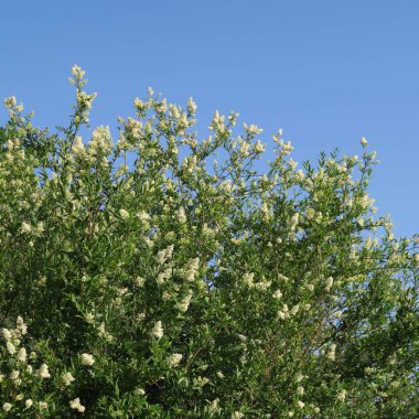Güzel çiçekler, çiçek arka plan görüntü kadar kapatın