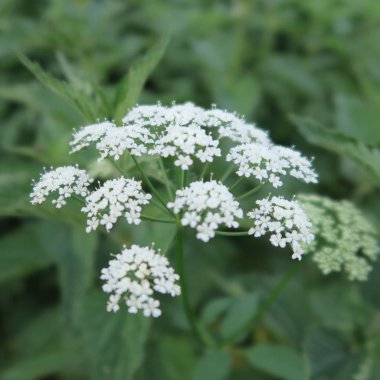 Güzel çiçekler, çiçek arka plan görüntü kadar kapatın