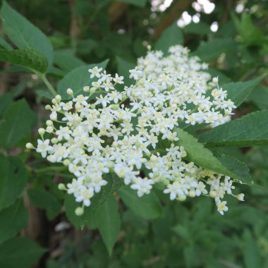 Güzel çiçekler, çiçek arka plan görüntü kadar kapatın