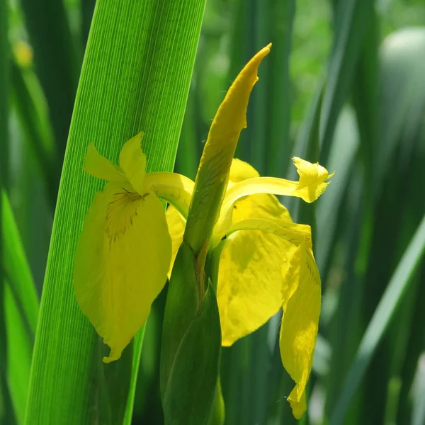 Selektiver Fokus Der Schönen Blume Blumiger Hintergrund — Stockfoto