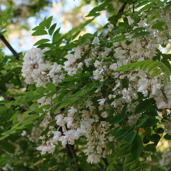 Nahaufnahme Bild Von Schönen Blumen Floralen Hintergrund — Stockfoto