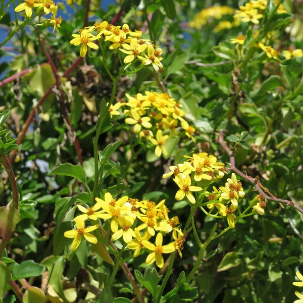 特写美丽的花朵 花卉背景的图像 — 图库照片