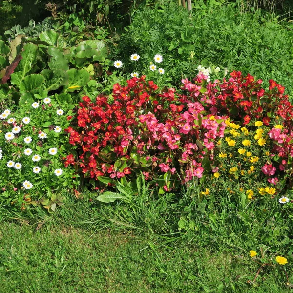Imagen Cerca Hermosas Flores Fondo Floral — Foto de Stock