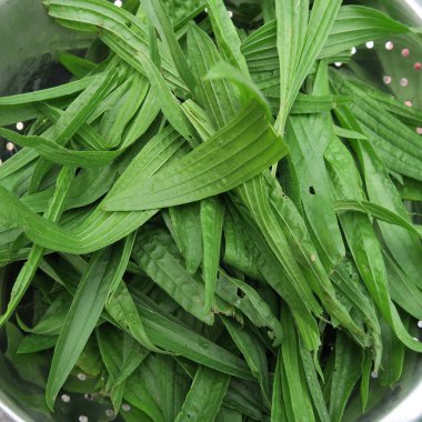 Yeşil çimen çiçek arka plan görünümünü kapat