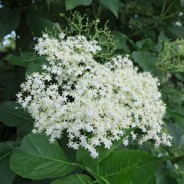 Güzel çiçekler, çiçek arka plan görüntü kadar kapatın