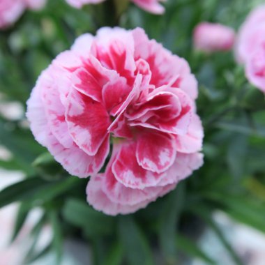 Seçici odak güzel çiçek, çiçek arka plan