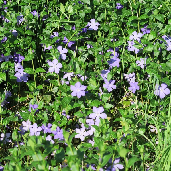 Imagen Cerca Hermosas Flores Fondo Floral — Foto de Stock