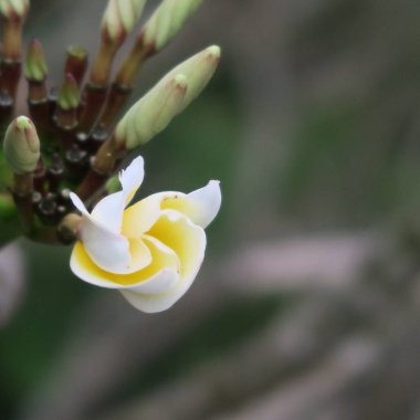açık havada taze çiçekleri yakın çekim