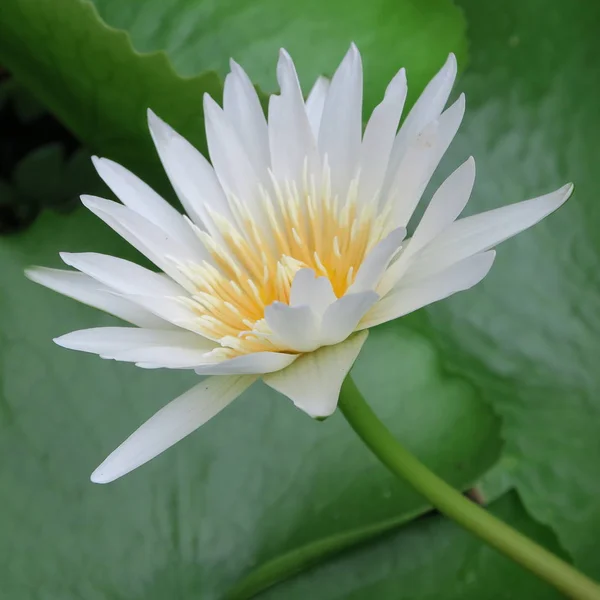 Gros Plan Fleurs Fraîches Poussant Extérieur — Photo