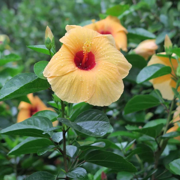 Primer Plano Flores Frescas Que Crecen Aire Libre — Foto de Stock