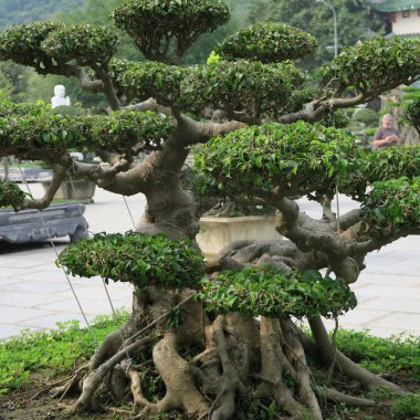 Güzel Bonsai ağaçları, 