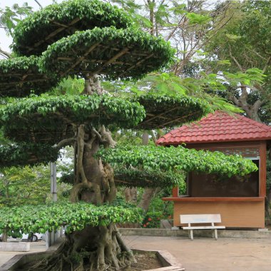 Güzel Bonsai ağaçları, 