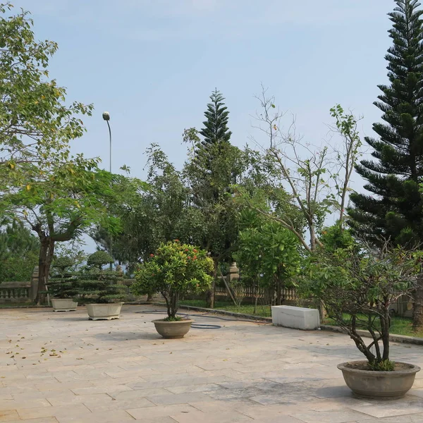 Nádherné Bonsai Stromy Umělecké Postavy Linh Ung Pagoda Poloostrově Son — Stock fotografie