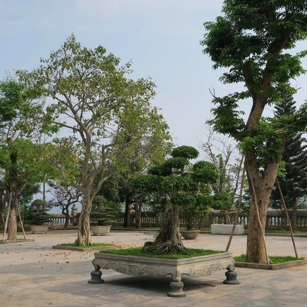 Nádherné Bonsai Stromy Umělecké Postavy Linh Ung Pagoda Poloostrově Son — Stock fotografie