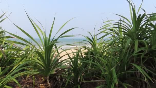 Gros Plan Des Palmiers Sur Fond Océan — Video