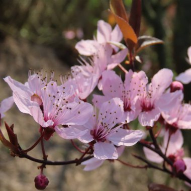 Prunus cerasifera, uzun boylu, kan-spl ilkbaharda pembe çiçekler