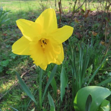 Baharda sarı Paskalya çanları, Narcissus.