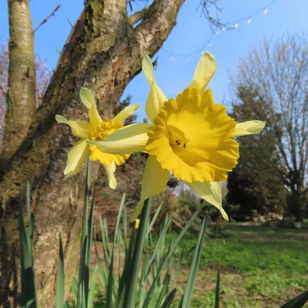 Желтые пасхальные колокола, Нарцисс, весной — стоковое фото