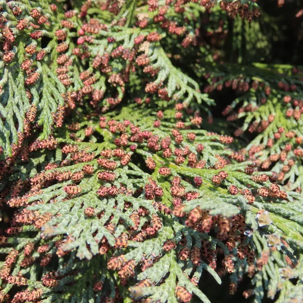 Flores e sementes em uma planta thuja — Fotografia de Stock