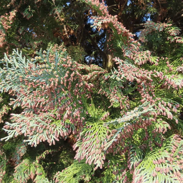 Flowers and seeds on a thuja plant — Stock Photo, Image