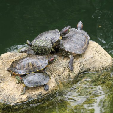 canlı kaplumbağalar gölette taşlar üzerinde güneşlik