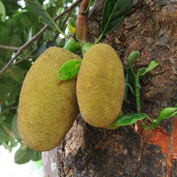 Artocarpus Heterophyllus Kenyérfa Fán Népszerű Ázsiai Gyümölcsök Használták Mint Hús — Stock Fotó