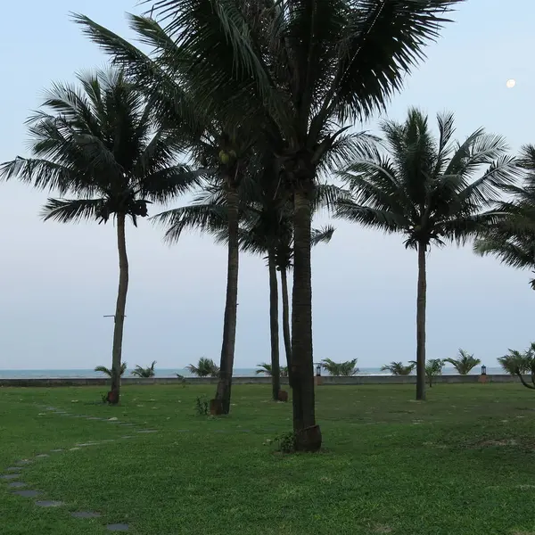 Holiday Green Palms Lawn Well Maintained Complex Heaven Relaxation Deserted — Stock Photo, Image