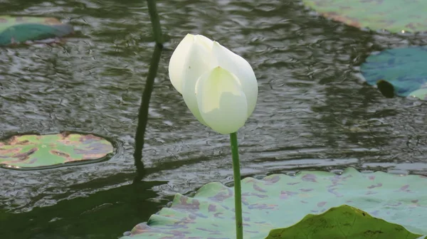 Lotus Fleurit Sur Étang Asie — Photo