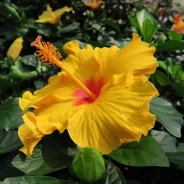 Aziatische Gekleurde Natuurlijke Hibiscus Bloemen Groene Bladeren — Stockfoto