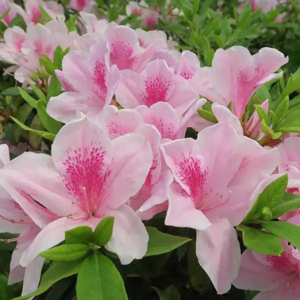 Viele Rosa Asiatische Exotische Blüten Eines Azaleen Strauches — Stockfoto